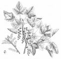 Currant - Ribes petraeum Wulfen
