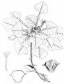 Water Chestnut - Trapa natans L.