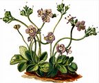 Blattloser Ehrenpreis - Veronica aphylla L.