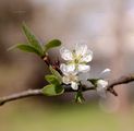 Prunus domestica (Gewöhnliche Pflaume) - Blüten