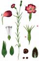 Corncockle - Agrostemma githago L.