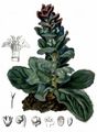 Pyramidal Bugle - Ajuga pyramidalis L.