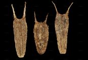 Dreiteiliger Zweizahn - Bidens tripartitus L.