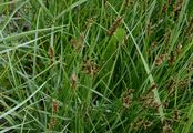 Flat-Sedge - Blysmus compressus (L.) Link