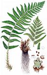 Geröll-Wurmfarn - Dryopteris oreades Fomin 