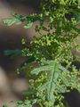 Sticky Goosefoot - Dysphania botrys (L.) Mosyakin & Clemants