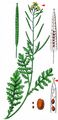Hairy Rocket - Erucastrum gallicum (Willd.) O. E. Schulz