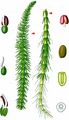 Mare's-Tail - Hippuris vulgaris L.