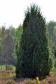 Gewöhnlicher Wacholder - Juniperus communis L.