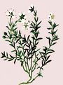 Gewimperte Nabelmiere - Moehringia ciliata (Scop.) Dalla Torre