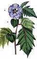 Apple-Of-Peru - Nicandra physalodes (L.) Gaertn.