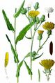 Hawkweed Oxtongue - Picris hieracioides L.