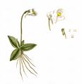 Alpen-Fettkraut - Pinguicula alpina L.