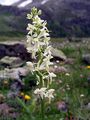 Lesser Butterfly-Orchid - Platanthera bifolia (L.) Rich.