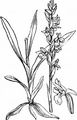 Summer Lady's-Tresses - Spiranthes aestivalis (Poir.) Rich.