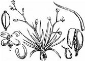 Awlwort - Subularia aquatica L.