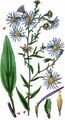 Confused Michaelmas-Daisy - Symphyotrichum novi-belgii (L.) G. L. Nesom