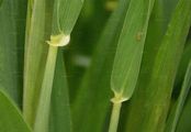 Bread Wheat - Triticum aestivum L.