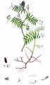 Hairy Tare - Vicia hirsuta (L.) Gray