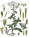Gewöhnliche Schafgarbe - Achillea millefolium L.