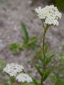 Feinblättrige Wiesen-Schafgarbe - Achillea setacea Waldst. & Kit.