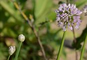 Berg-Lauch - Allium lusitanicum Lam.