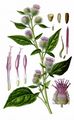 Lesser Burdock - Arctium minus (Hill) Bernh.