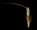 Flaumiger Wiesenhafer - Avenula pubescens (Huds.) Dumort.