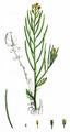 American Winter-Cress - Barbarea verna (Mill.) Asch.