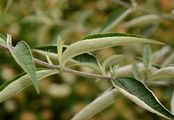 Butterfly-Bush - Buddleja davidii Franch.