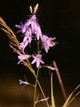 Rapunzel-Glockenblume - Campanula rapunculus L.