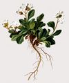 Alpen-Schaumkraut - Cardamine alpina Willd.