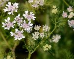 Coriander - Coriandrum sativum L.