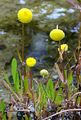 Krähenfüßige Laugenblume - Cotula coronopifolia L.