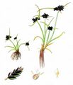 Brown Galingale - Cyperus fuscus L.
