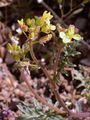 Hairy Rocket - Erucastrum gallicum (Willd.) O. E. Schulz