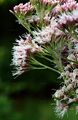 Gewöhnlicher Wasserdost - Eupatorium cannabinum L.