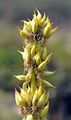 Gelber Enzian - Gentiana lutea L.