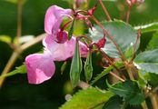 Indian Balsam - Impatiens glandulifera Royle