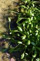 Mudwort - Limosella aquatica L.