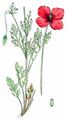 Long-Headed Poppy - Papaver dubium L.
