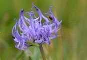 Grasblättrige Teufelskralle - Phyteuma hemisphaericum L.