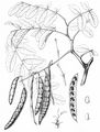 False-Acacia - Robinia pseudoacacia L.