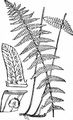 Marsh Fern - Thelypteris palustris Schott