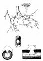 Mittleres Leinblatt - Thesium linophyllon L.