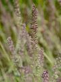 European Bur-Grass - Tragus racemosus (L.) All.