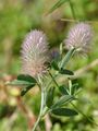 Hare's-Foot Clover - Trifolium arvense L.