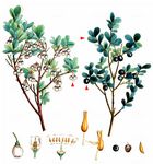 Rauschbeere - Vaccinium uliginosum L. 