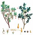 Bog Bilberry - Vaccinium uliginosum L.