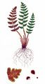 Südlicher Wimperfarn - Woodsia ilvensis (L.) R. Br.